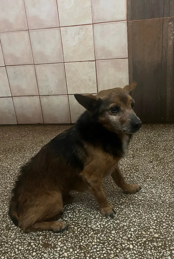 Pies do adopcji, Włocławek, 15 kwietnia 2024 (1/2)