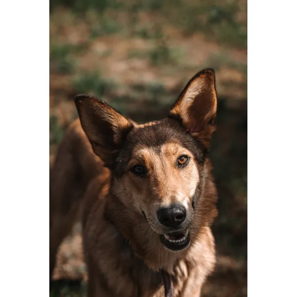 Znaleziono psa, Białystok, 27 marca 2024 (1/3)