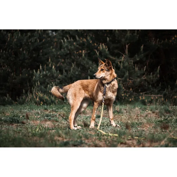 Znaleziono psa, Białystok, 27 marca 2024 (2/3)