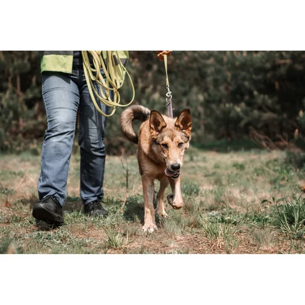 Znaleziono psa, Białystok, 27 marca 2024 (3/3)