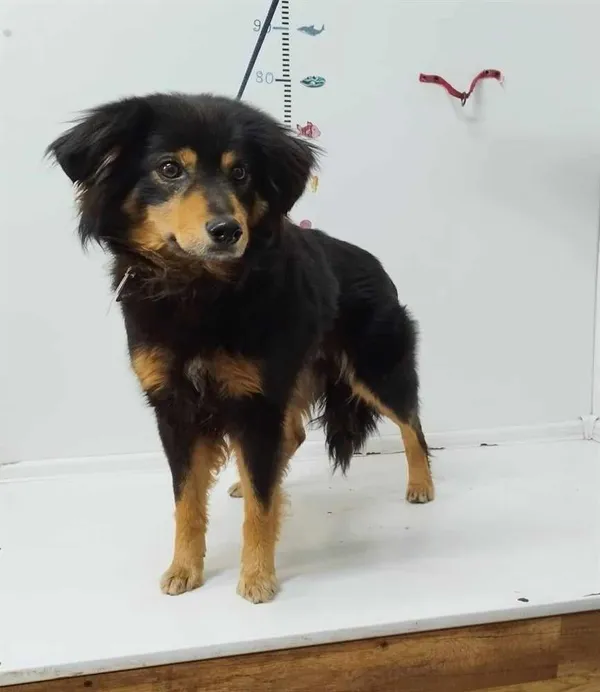 Pies do adopcji, Bytom, 16 kwietnia 2024 (1/2)