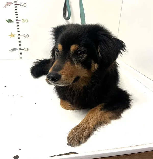 Pies do adopcji, Bytom, 16 kwietnia 2024 (2/2)