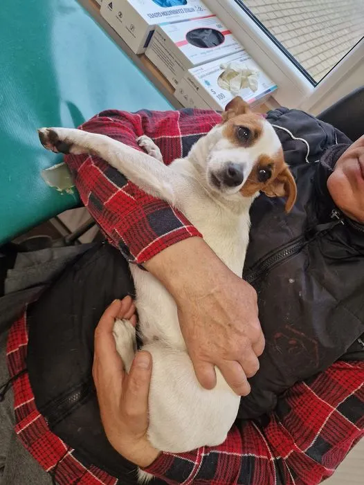 Znaleziono psa, gmina Dobra (Szczecińska), 16 kwietnia 2024