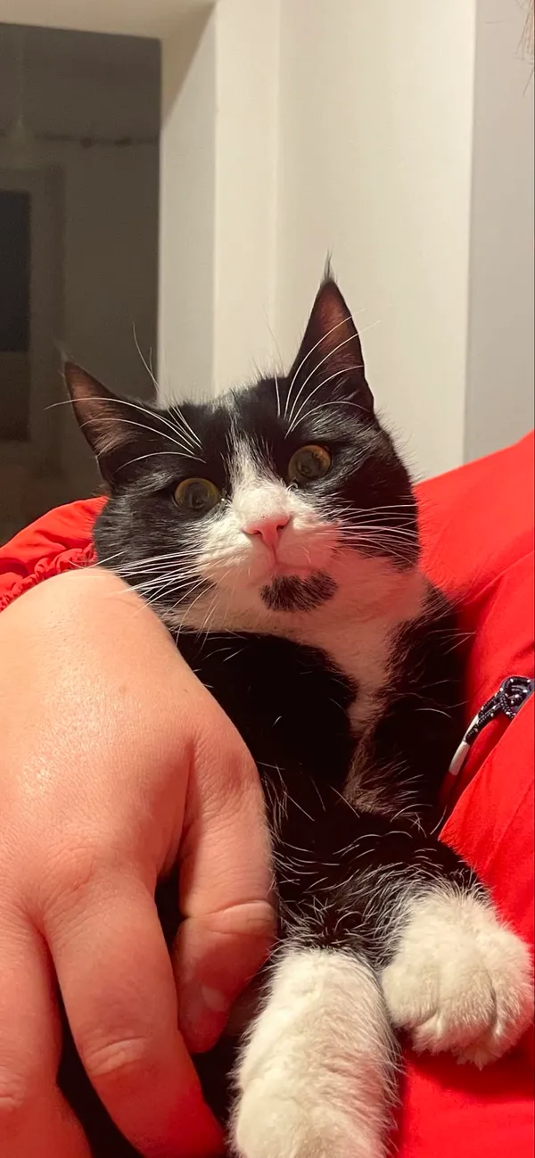 Zaginął kot, Słomczyn, 16 kwietnia 2024 (1/3)