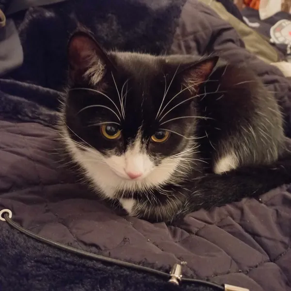 Zaginął kot, Słomczyn, 16 kwietnia 2024 (2/3)