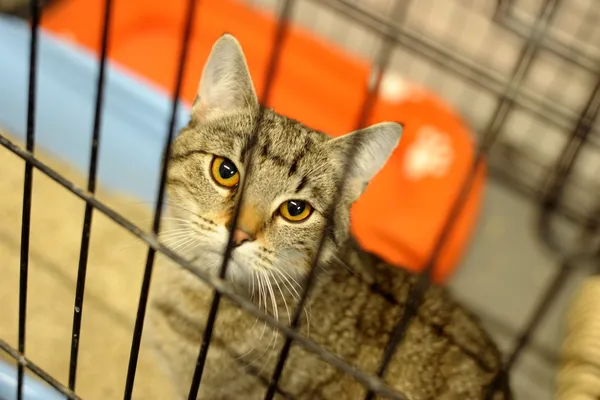 Znaleziono kota, Sosnowiec, 16 kwietnia 2024 (1/5)