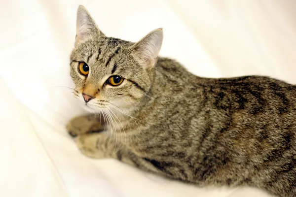 Znaleziono kota, Sosnowiec, 16 kwietnia 2024 (3/5)