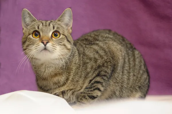 Znaleziono kota, Sosnowiec, 16 kwietnia 2024 (4/5)