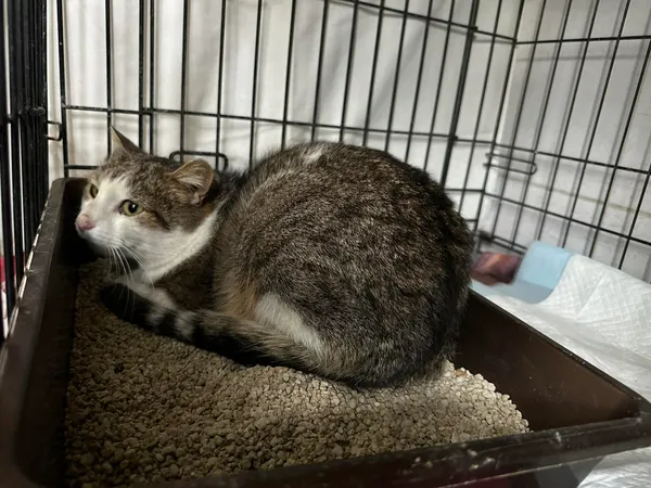 Znaleziono kota, Sosnowiec, 16 kwietnia 2024