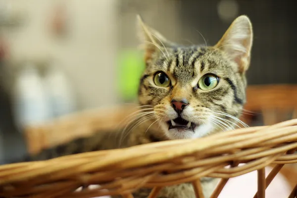 Znaleziono kota, Sosnowiec, 15 kwietnia 2024 (2/5)