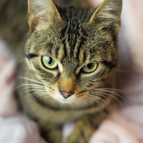 Znaleziono kota, Sosnowiec, 15 kwietnia 2024 (4/5)