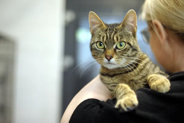 Znaleziono kota, Sosnowiec, 15 kwietnia 2024 (5/5)