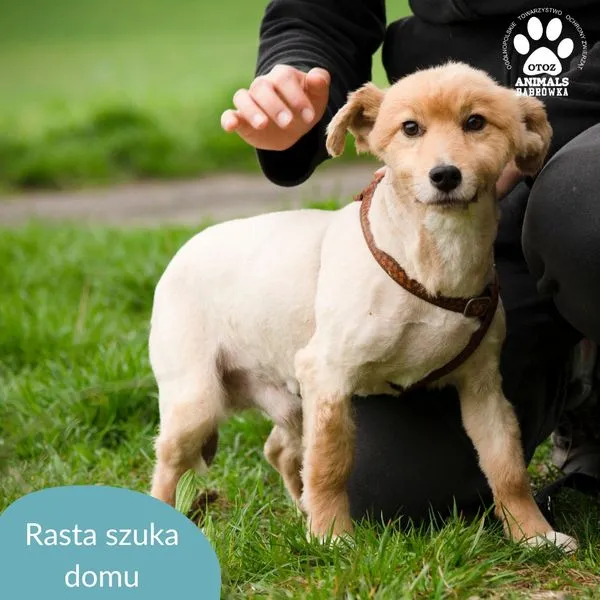 Pies do adopcji, Dąbrówka, 16 kwietnia 2024 (2/5)