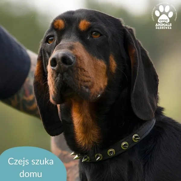 Pies do adopcji, Dąbrówka, 16 kwietnia 2024 (1/3)