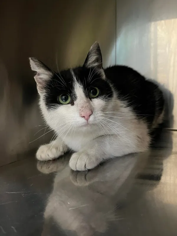 Kot do adopcji, Włocławek, 16 kwietnia 2024 (2/2)