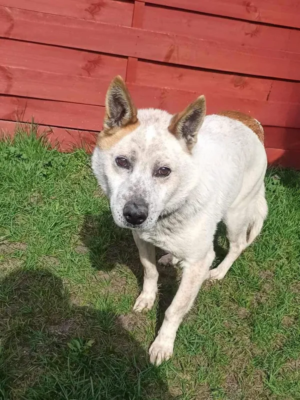 Znaleziono psa, Czartki, 3 kwietnia 2024