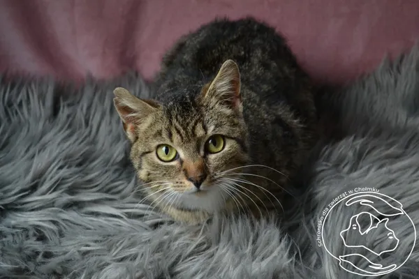 Kot do adopcji, Chełmek, 28 marca 2024