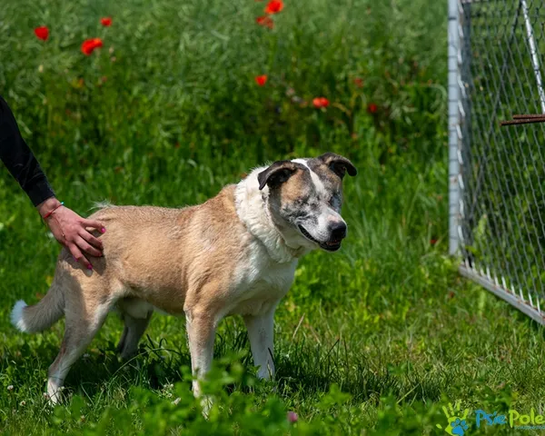 Pies do adopcji, Racławice, 12 kwietnia 2024 (3/5)