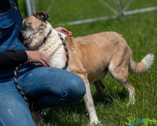 Pies do adopcji, Racławice, 12 kwietnia 2024 (5/5)