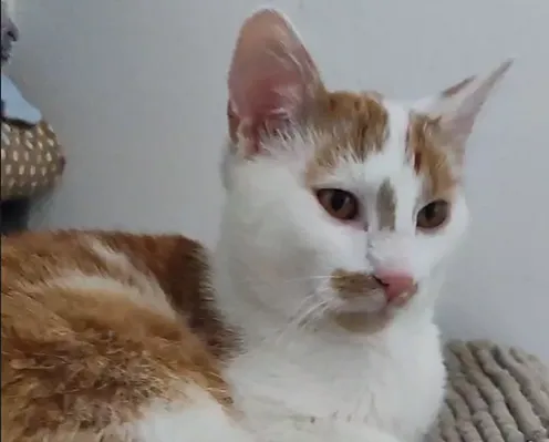 Kot do adopcji, Radom, 18 kwietnia 2024