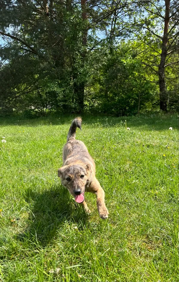 Pies do adopcji, Włocławek, 17 kwietnia 2024 (2/5)