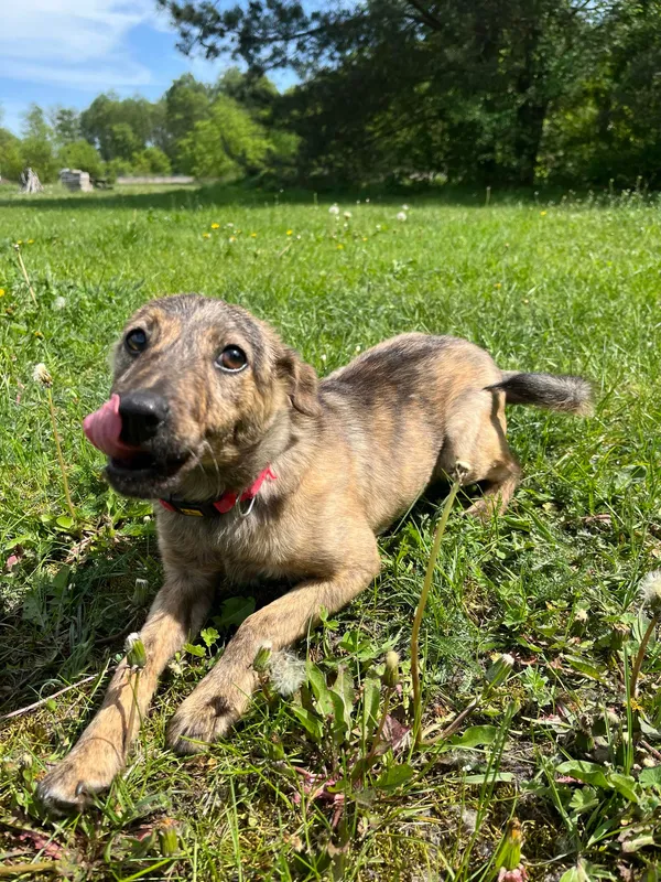 Pies do adopcji, Włocławek, 17 kwietnia 2024 (3/5)