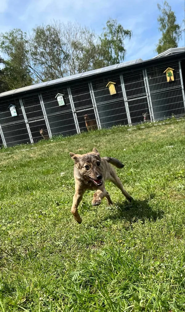 Pies do adopcji, Włocławek, 17 kwietnia 2024 (4/5)