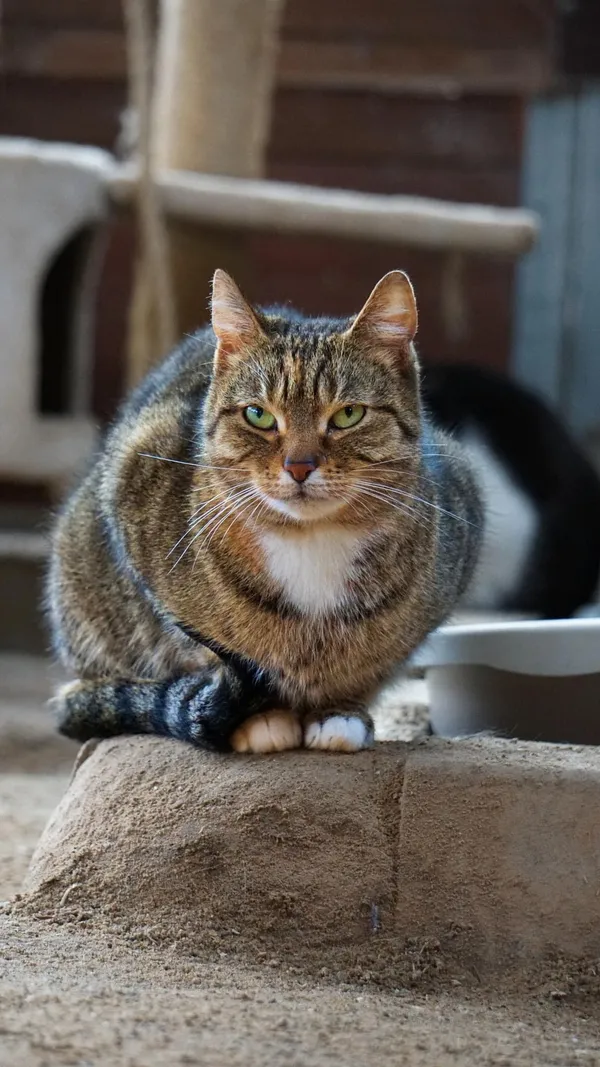 Kot do adopcji, Gdańsk, 18 kwietnia 2024