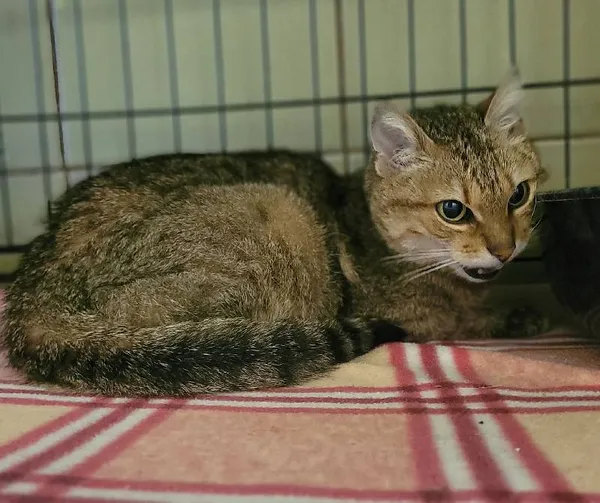 Znaleziono kota, Łódź, 17 kwietnia 2024