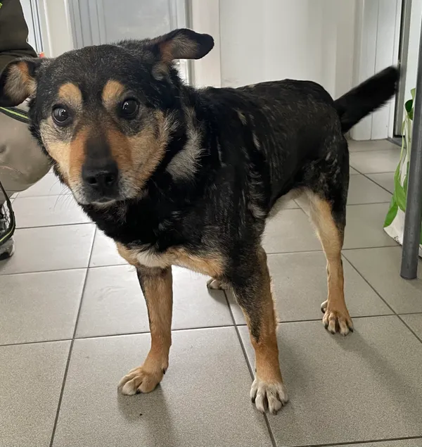 Znaleziono psa, Lublin, 18 kwietnia 2024