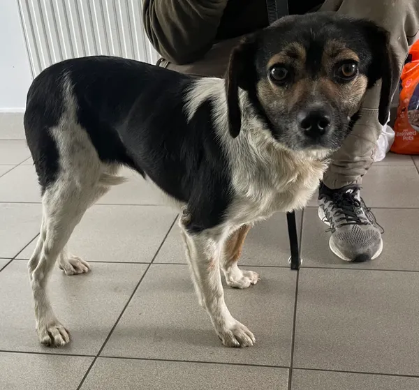 Znaleziono psa, Lublin, 18 kwietnia 2024