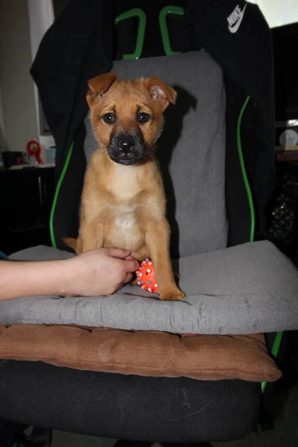 Znaleziono psa, Łódź, 18 kwietnia 2024 (1/4)