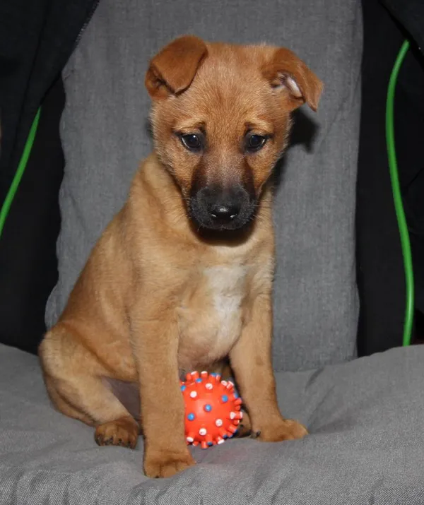 Znaleziono psa, Łódź, 18 kwietnia 2024 (2/4)