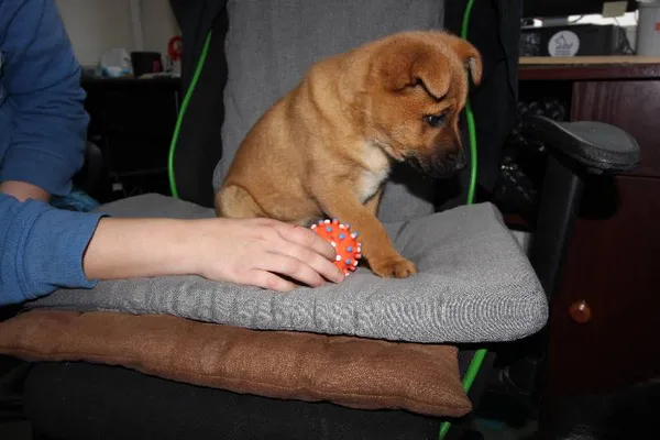 Znaleziono psa, Łódź, 18 kwietnia 2024 (3/4)