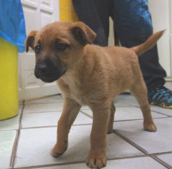 Znaleziono psa, Łódź, 18 kwietnia 2024 (4/4)