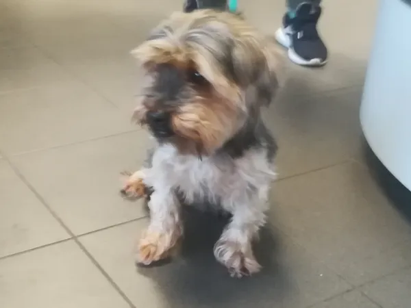 Znaleziono psa, Bydgoszcz, 17 kwietnia 2024