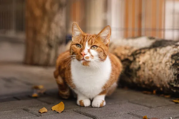 Kot do adopcji, Częstochowa, 23 października 2023 (1/5)