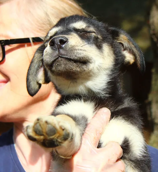 Pies do adopcji, Przyborówko, 18 kwietnia 2024 (2/3)