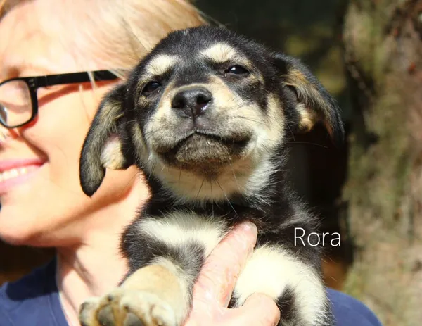 Pies do adopcji, Przyborówko, 18 kwietnia 2024 (3/3)