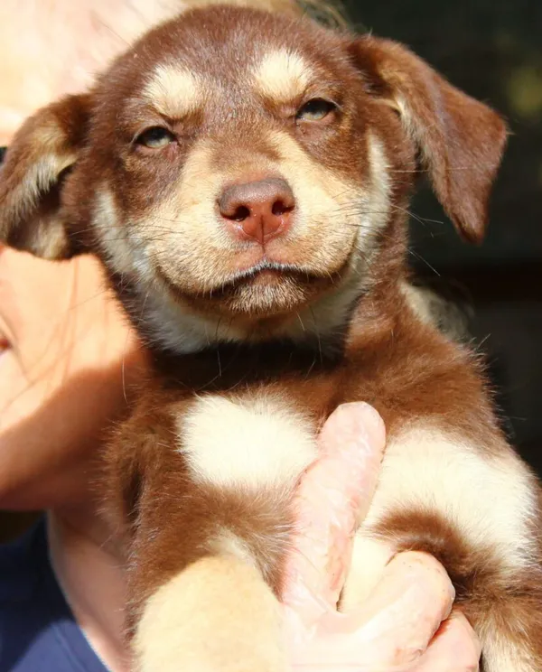 Pies do adopcji, Przyborówko, 18 kwietnia 2024 (2/3)