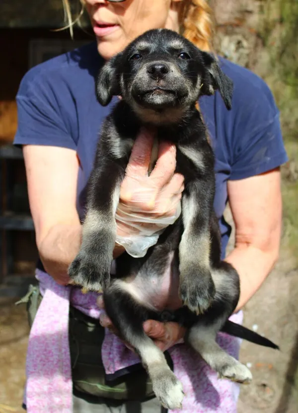 Pies do adopcji, Przyborówko, 18 kwietnia 2024 (1/3)