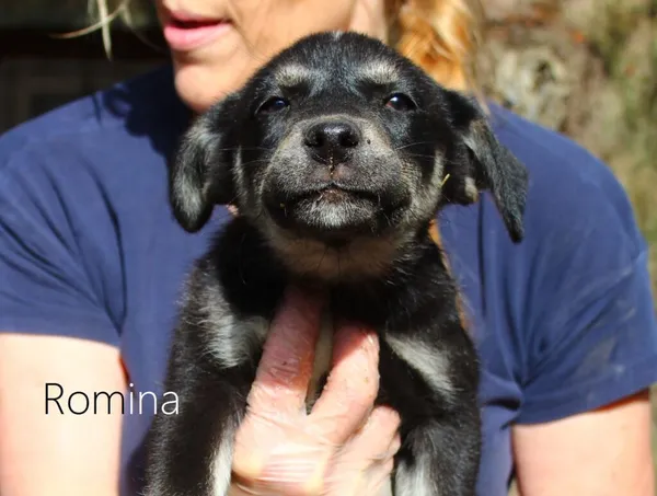 Pies do adopcji, Przyborówko, 18 kwietnia 2024 (3/3)