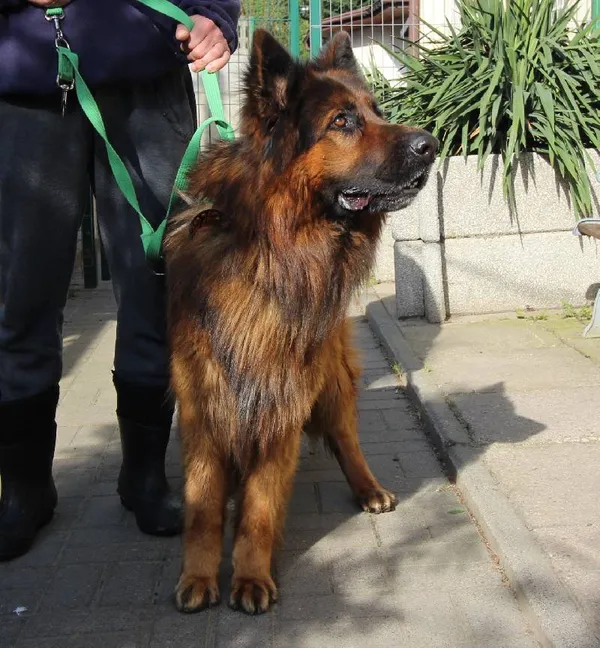 Znaleziono psa, Łódź, 18 kwietnia 2024 (1/2)