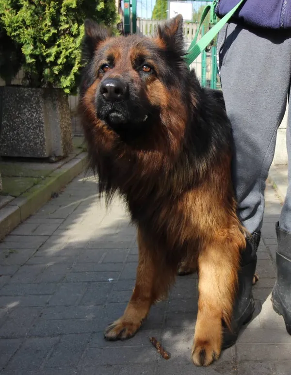 Znaleziono psa, Łódź, 18 kwietnia 2024 (2/2)