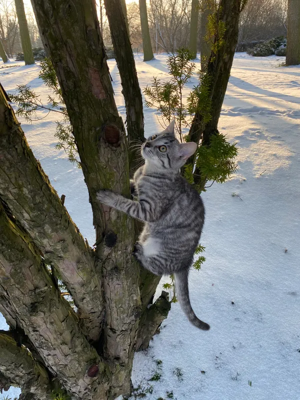 Zaginął kot, Dęblin, 19 kwietnia 2024 (1/3)