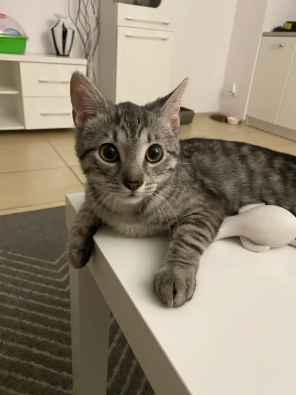 Zaginął kot, Dęblin, 19 kwietnia 2024 (2/3)