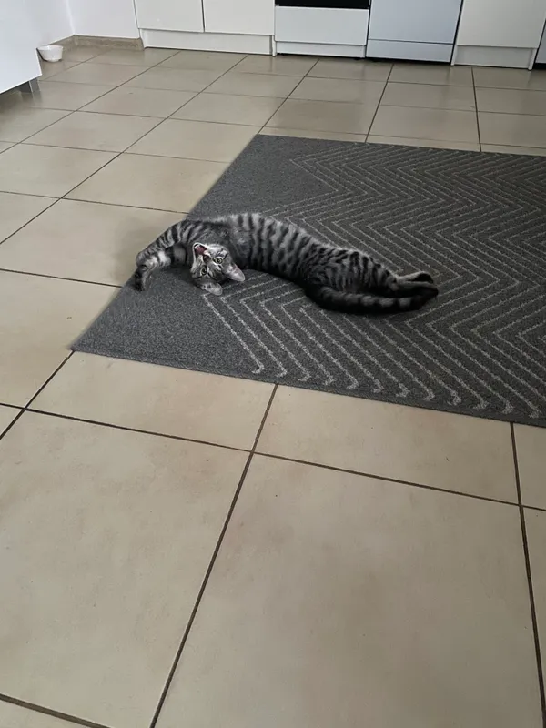 Zaginął kot, Dęblin, 19 kwietnia 2024 (3/3)