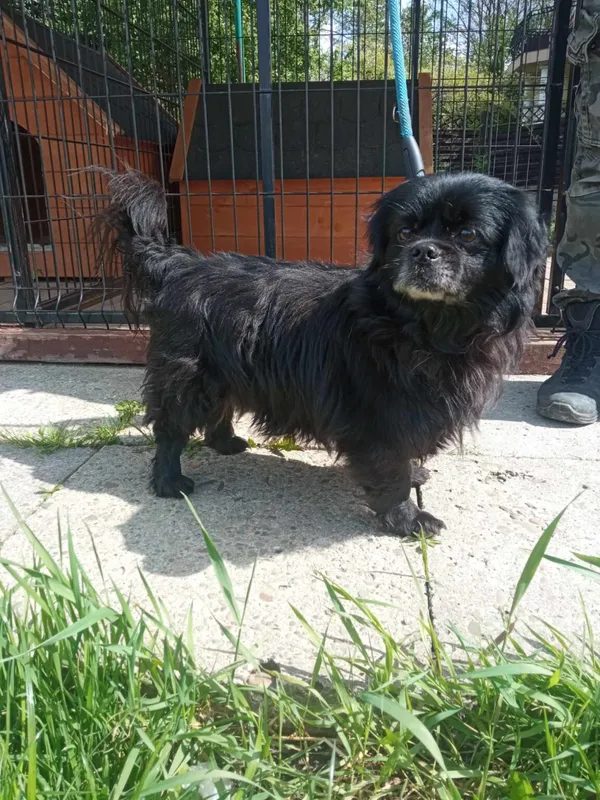 Pies do adopcji, Ropczyce, 19 kwietnia 2024