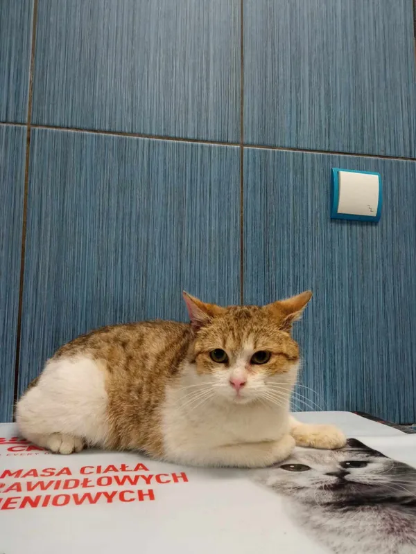 Kot do adopcji, Ropczyce, 19 kwietnia 2024