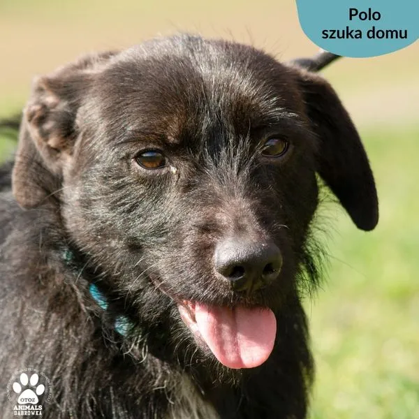 Pies do adopcji, Dąbrówka, 19 kwietnia 2024 (1/5)